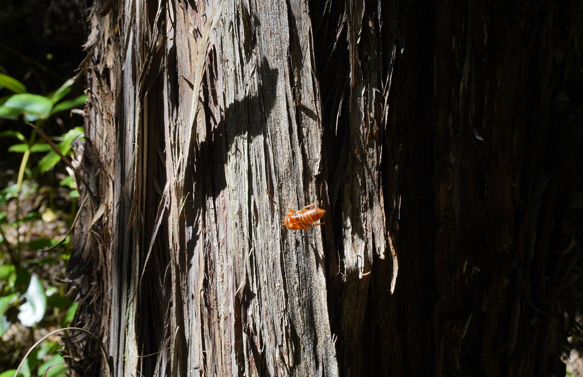 A cicada exoskeleton on a tree