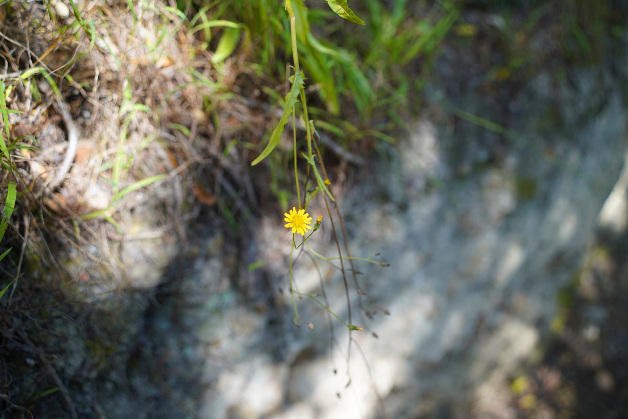 A small yellow flower on the path