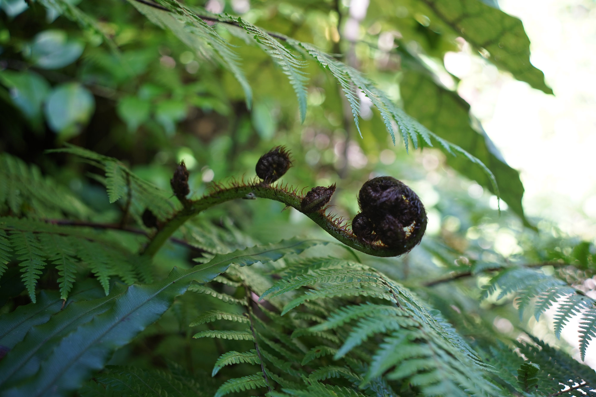 Koru unfurling