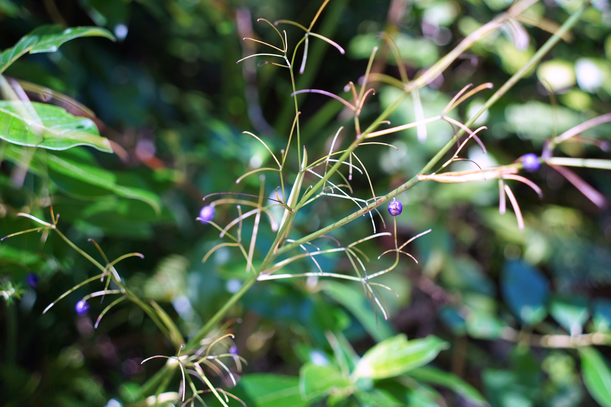 Blue berries in NZ bush