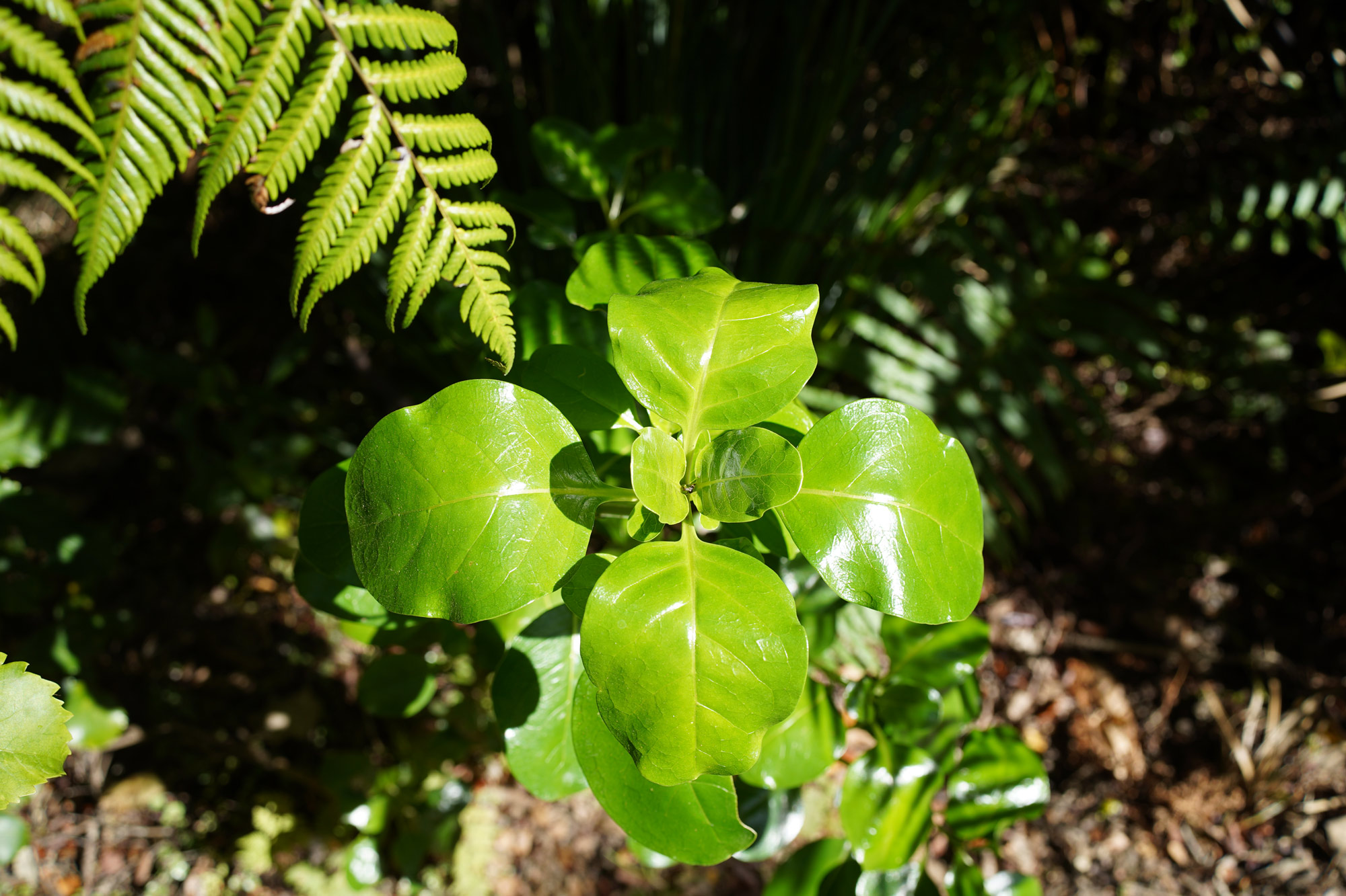 four leaves unfurling from a plant