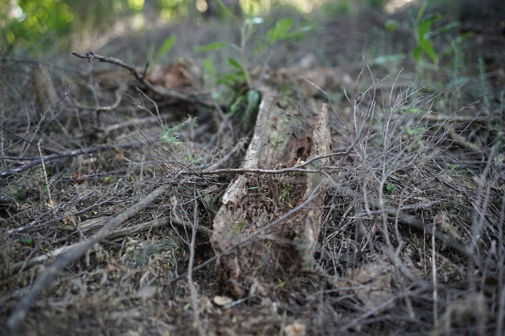 Dead log with moss and small shoots