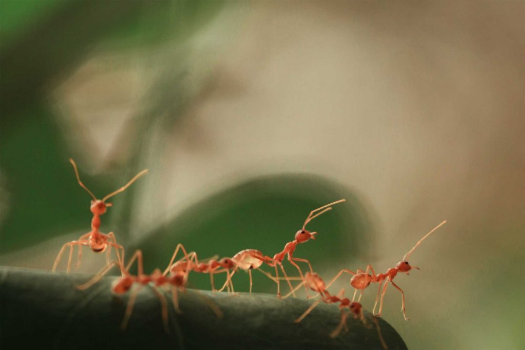 ant colony