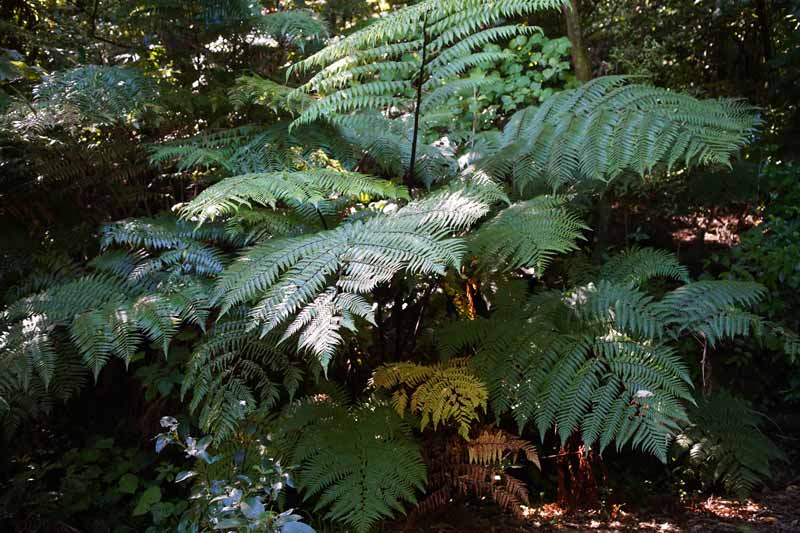 New Zealand tree ferns