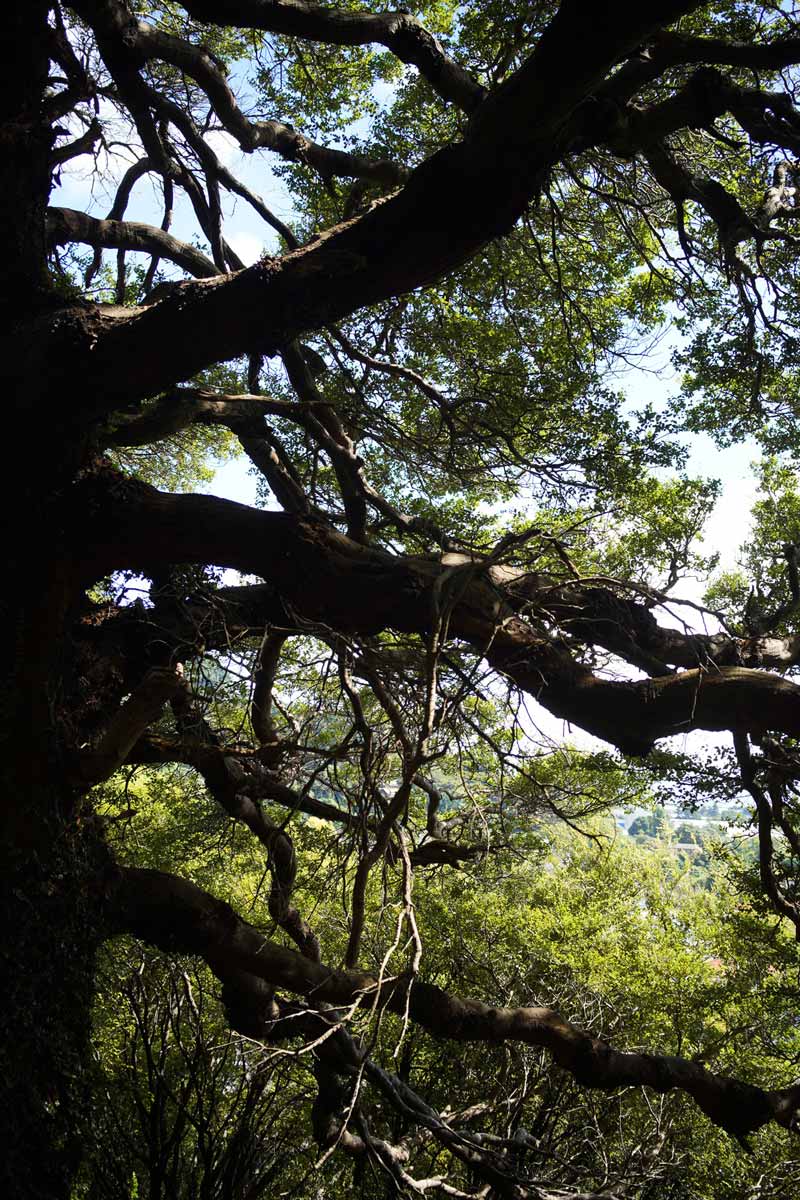 Tree with tangled branches