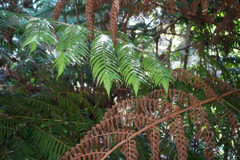 Ferns crossing, dead and alive
