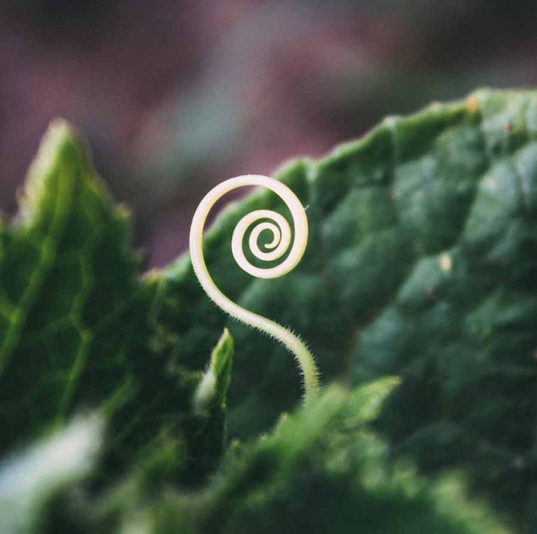 Spiral unfolding in nature