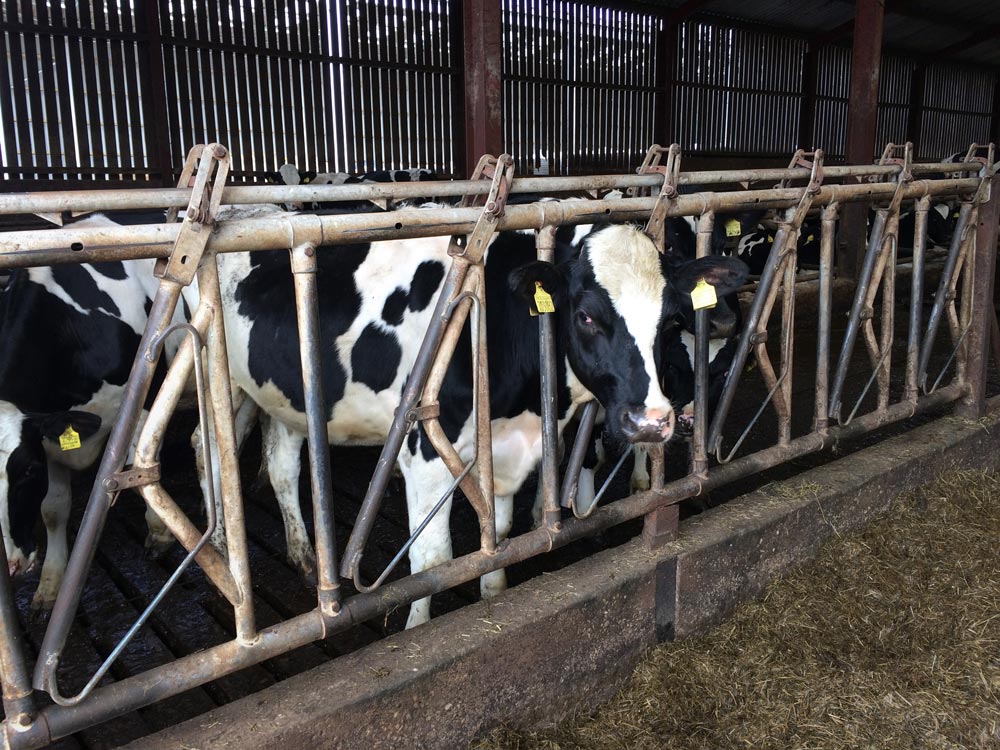 Cows in a cow shed