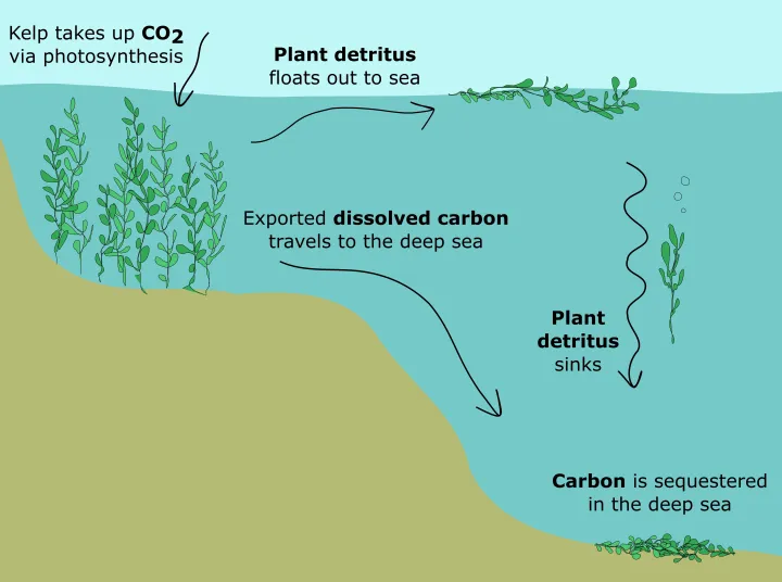 Kelp carbon cycle