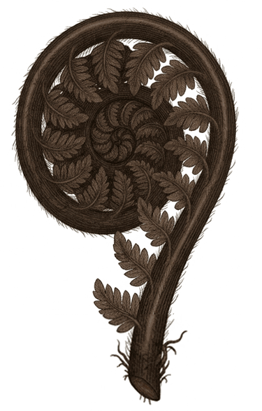 A koru, an unfurling silver fern frond, symbolising non-dual meditation