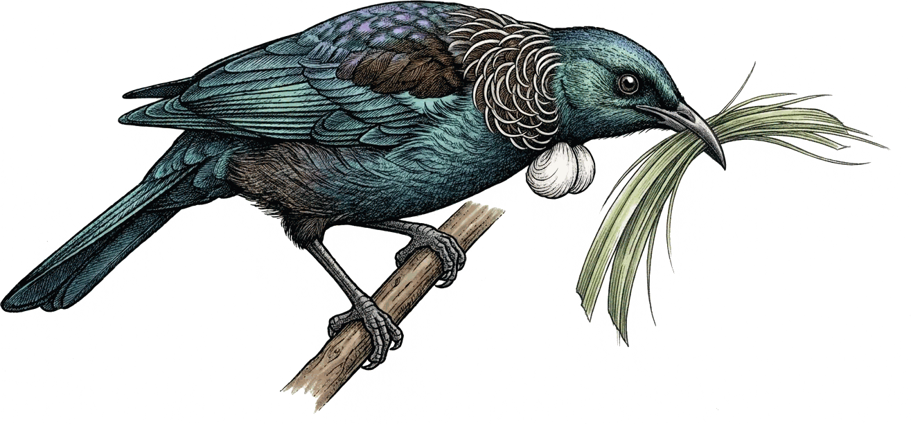 A tūī feeding on flowers, representing reciprocal, conscious exchange