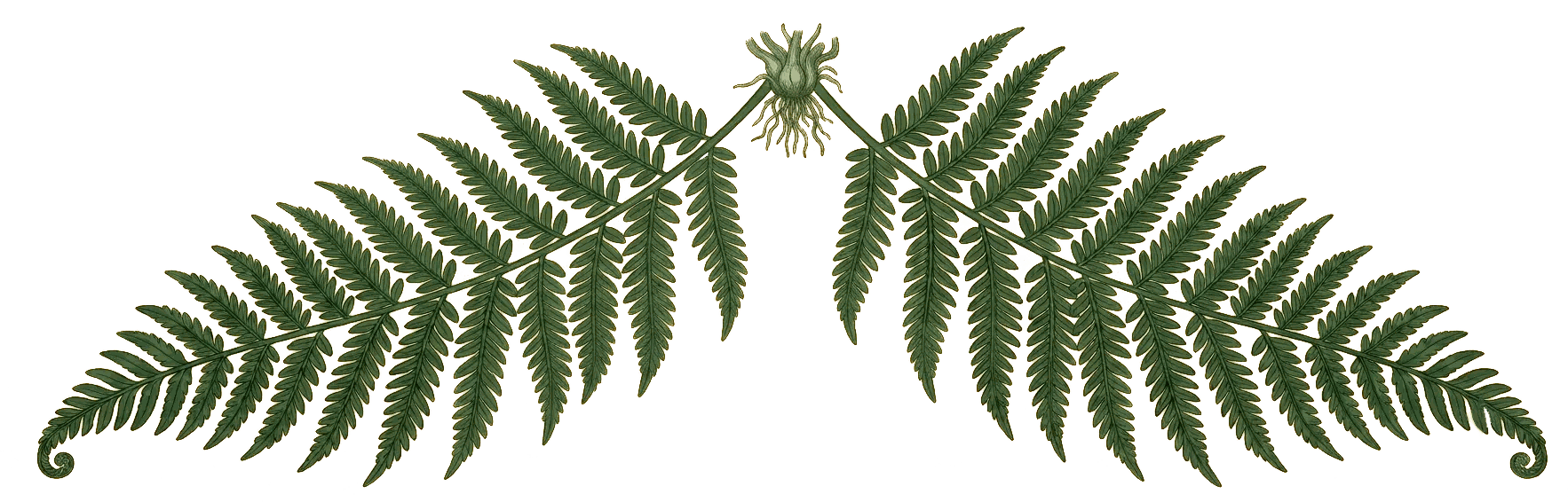 Two fern fronds unfurling from a single shared root, symbolising two-eyed seeing