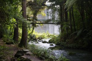 Forest with river and bridge