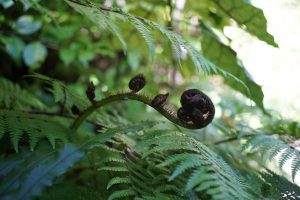 Koru unfurling