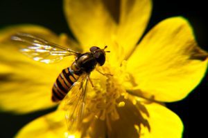 A bee in a yellow flower